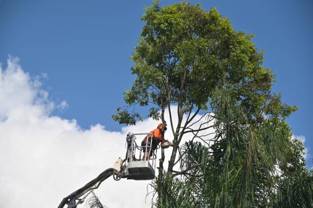 Professional Tree Services in Linden, AZ